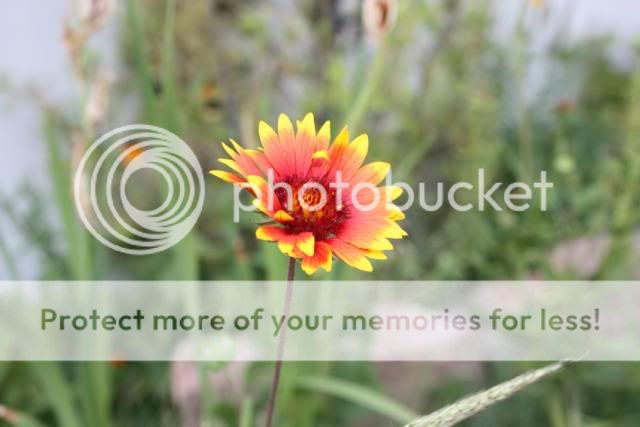 IMAGE: http://i705.photobucket.com/albums/ww53/ephesians320/school%20stuff/school%20stuff%202/IMG_1370.jpg