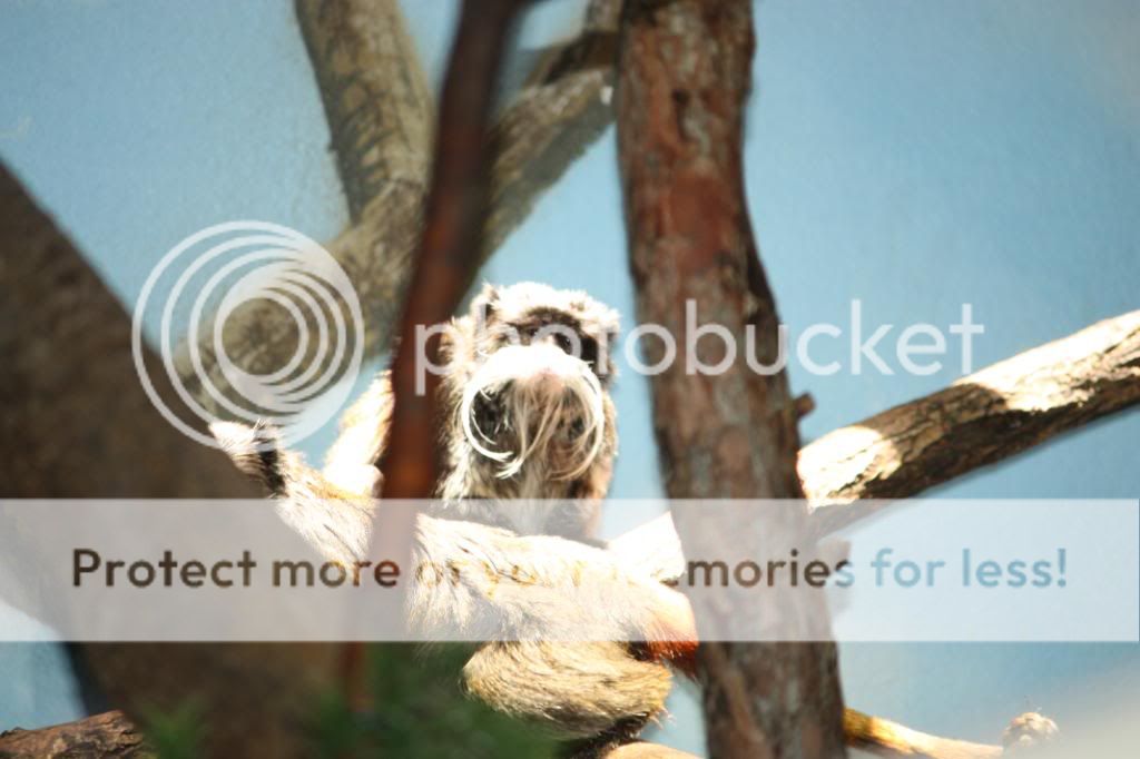 IMAGE: http://i705.photobucket.com/albums/ww53/ephesians320/the%20Zoo/18c3edac.jpg