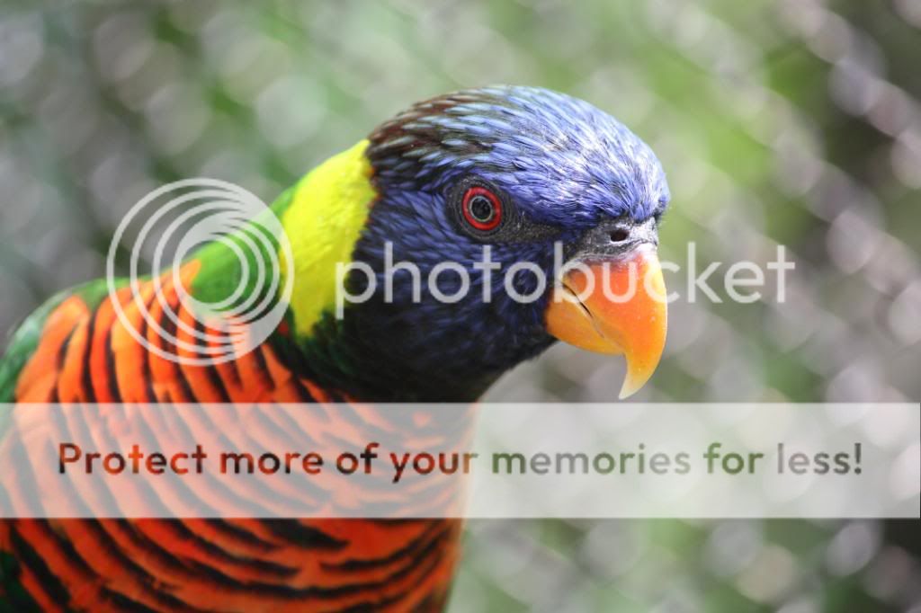 IMAGE: http://i705.photobucket.com/albums/ww53/ephesians320/the%20Zoo/6e0079ed.jpg