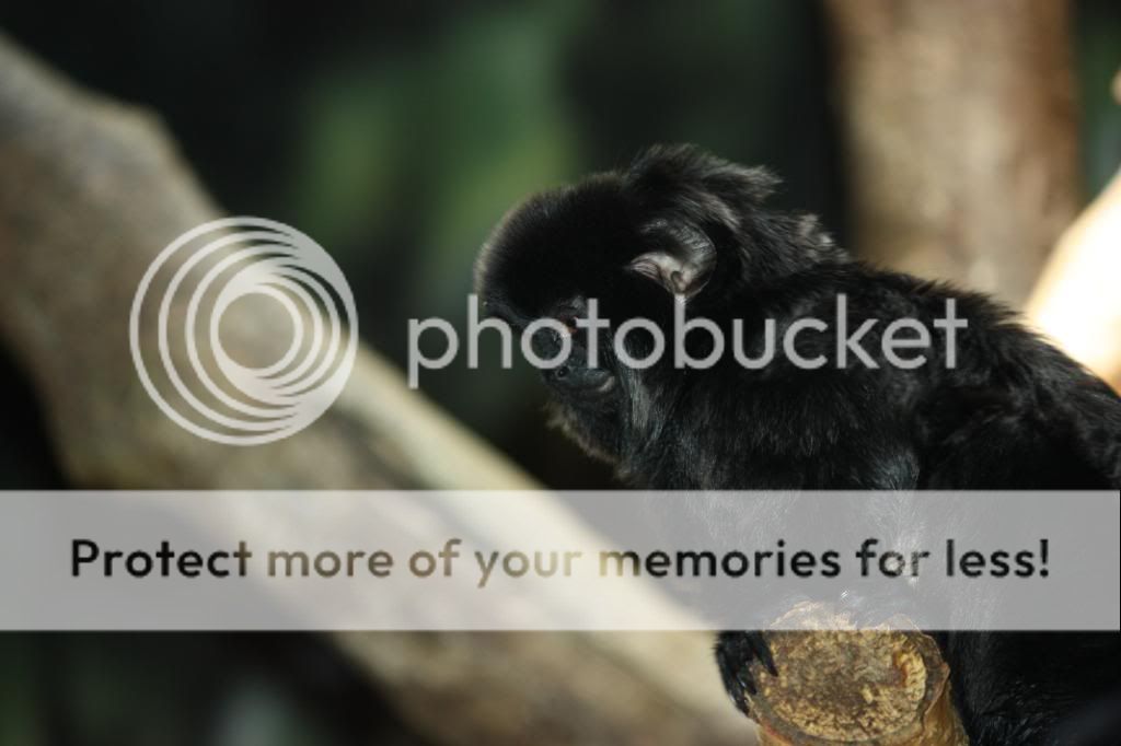 IMAGE: http://i705.photobucket.com/albums/ww53/ephesians320/the%20Zoo/ddc062f3.jpg