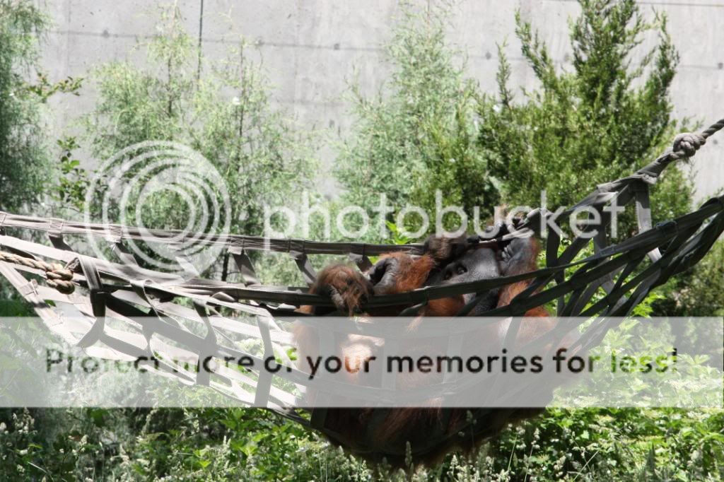 IMAGE: http://i705.photobucket.com/albums/ww53/ephesians320/the%20Zoo/e16376e5.jpg