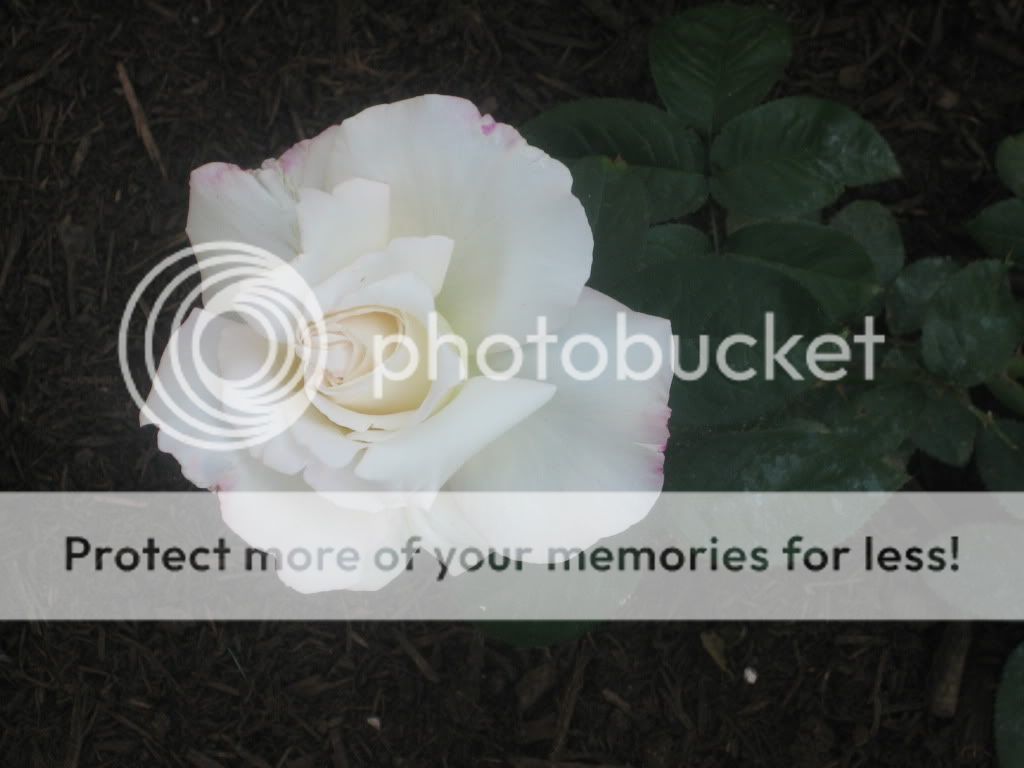 White And Red Rose Name White And Red Rose Name