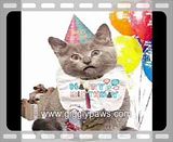 happy birthday cat funny. View srdicko1968#39;s profile