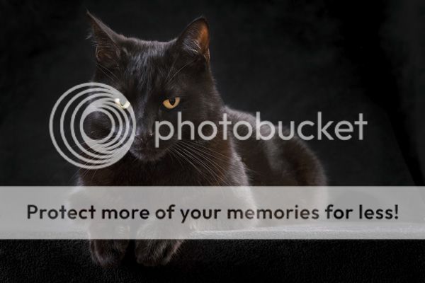 photo blackCat.jpg