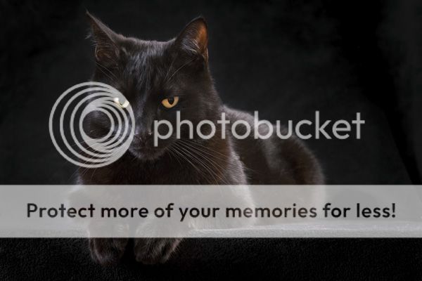  photo blackCat.jpg