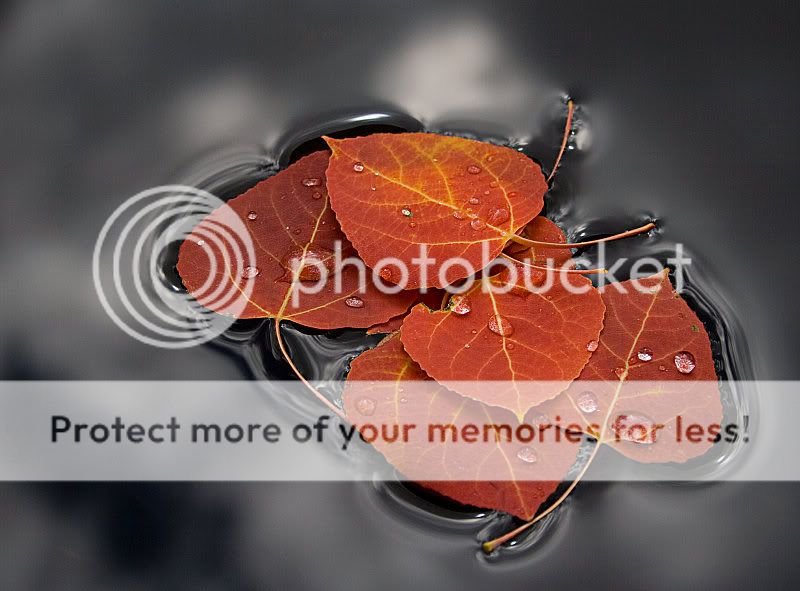 fotos fotos
