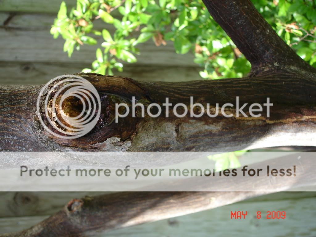 HELPJapanese Maple Tree bark falling off! Look at the pics
