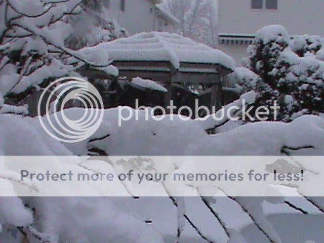 More snow covered branches