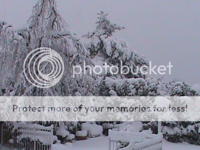 More snow pics!