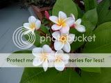 Plumeria divine