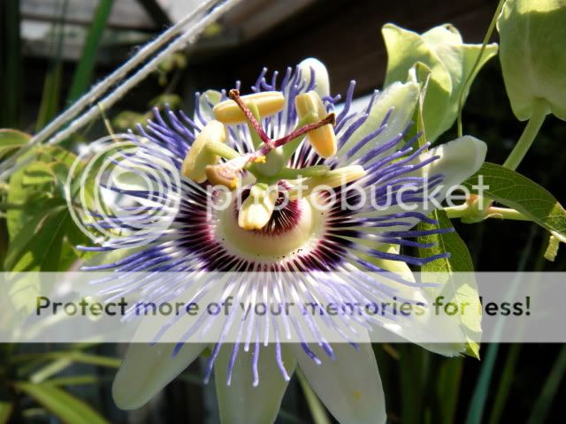 Passion flower