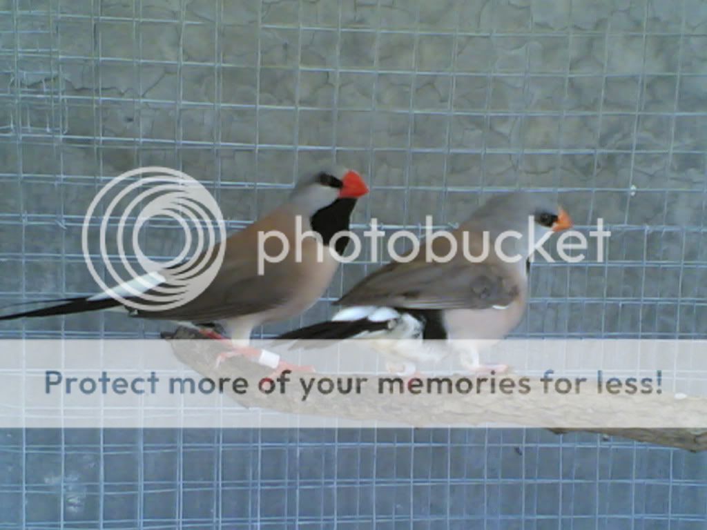 Dating in Finch
