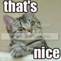 thats_nice_cat.jpg